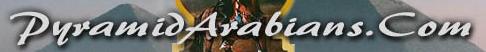 Pyramid Arabians