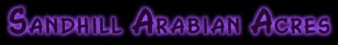Sandhill Arabians