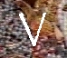 V