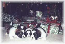 
Peggy's Christmas puppies -

animation graphic,

c 2000 peggy meineke - peggym www.peggym.net