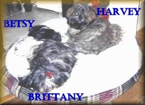 

Harvey - Brittany - Betsy

