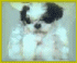 
Harvey the 'pooka'... writes:
'... Is there a tiny royal Shih Tzu lion princess?
Yes, Mr. Wilson ... seeing is believing, her picture was received in an email ! ... and Cassie is her name
... that's her photo... a little bit like Harvey, she's under a cowboy hat, too.'

Casino Cassie - a Tiny Imperial black and white 
Shih Tzu royal lioness princess, d.o.b. 01.21.2003

* Casino Cassie is a prancer,
and at 9 weeks of age can stand
on her hind legs and wave with 
both paws - a character trait
of a true royal Shih Tzu princess.

CLICK HERE...to visit: Casino Cassie's puppy page
