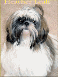 Heather Leah * 7 months *
Born on St Patricks Day: 3.17.2002
Beautiful precious Shih Tzu
sweet as can be ... and cute !
Do not let Heather's toy doggie Shih Tzu size fool you,
she can hold her ground .... even will defend ...
and protect .... and doesn't matter how big another
doggie is ... Heather can round-up Long Horn cattle !
She can run in chuck wagon styled circles faster than
a big doggie, she'll scamper and turn on a dime.