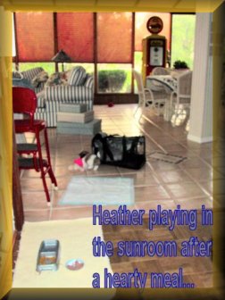Heather playing after a
hearty meal in the sun room