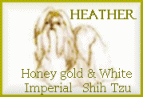 Heather -
honey gold and white
Imperial - Shih Tzu