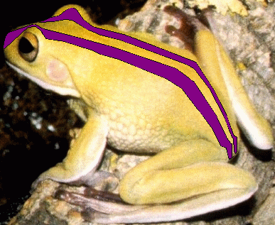 i think i ran this one over