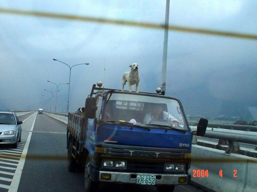 A dog on a truck