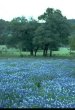 Stars Over Texas-Texas Bluebonnets(Tracy Lawrence)
