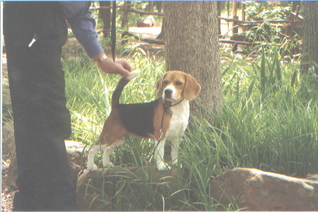 angelpark.jpg (50739 bytes)