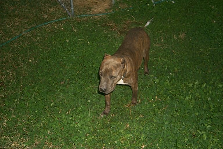 Blue Sky Kennels Patches (bitches)