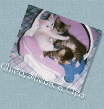 Chico, Sheba, & Cleo