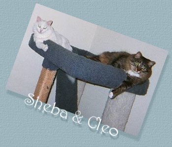 Sheba & Cleo