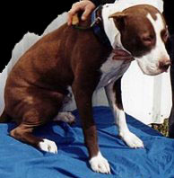 A Pit Bull Terrier