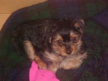 Gracie Nine Weeks Old