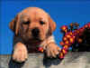 doggy.jpg (62899 bytes)