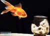 fish&cat.jpg (18115 bytes)