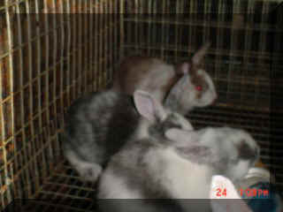 Mvc-246e.jpg (11309 bytes)