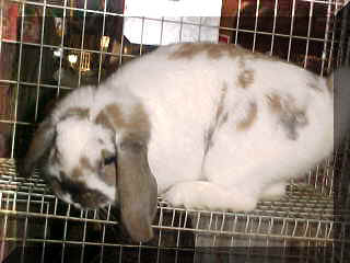 Mvc-249e.jpg (11557 bytes)