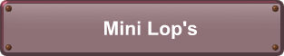 Mini Lop's