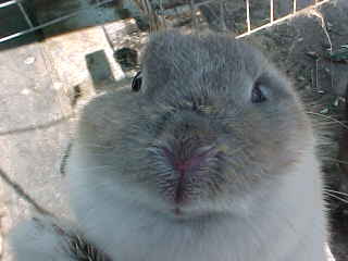 nose.jpg (8526 bytes)