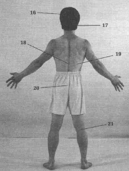Illustration of Rear Vital Points (See Below for Key)