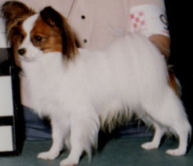 Beamer3.jpg (33617 bytes)