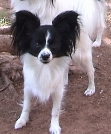 G.G.jpg (27796 bytes)