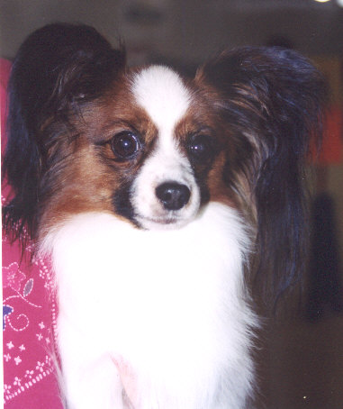 Interbeam.jpg (38511 bytes)