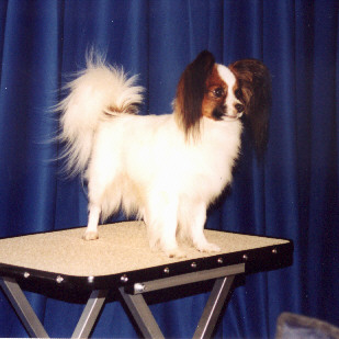 Interbeam2.jpg (36161 bytes)