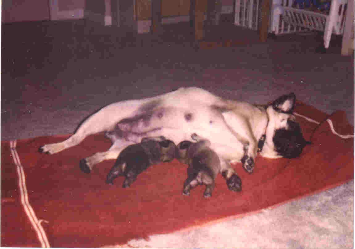 Mel2pups.jpg (34978 bytes)