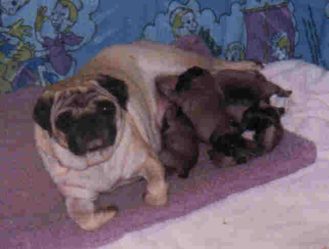 Misty.jpg (13521 bytes)