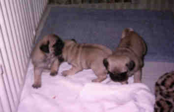 Mistypups2.jpg (6185 bytes)