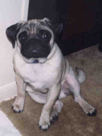 Tony.jpg (9319 bytes)