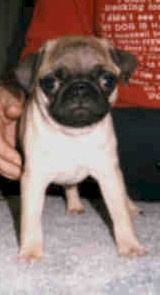 babyhuey.jpg (13436 bytes)