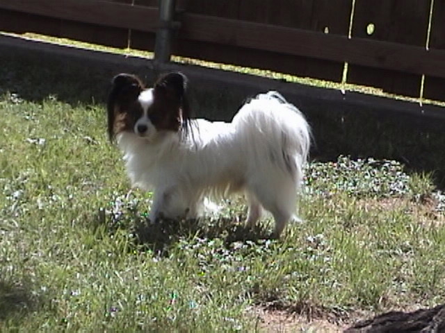 beamer4.jpg (209489 bytes)