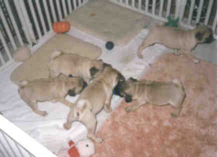 cutiepups.jpg (10221 bytes)