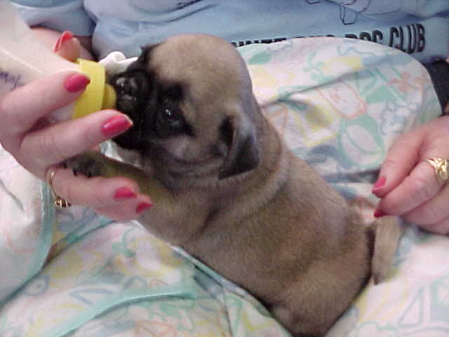 dillan.JPG (26865 bytes)