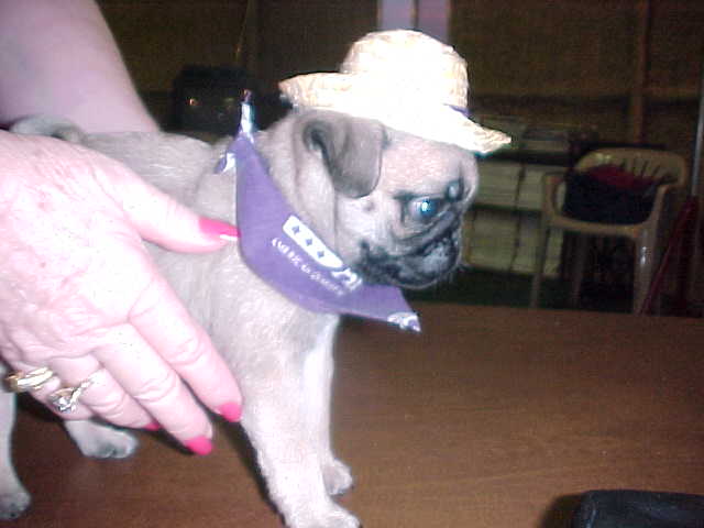 dillan2.JPG (24830 bytes)