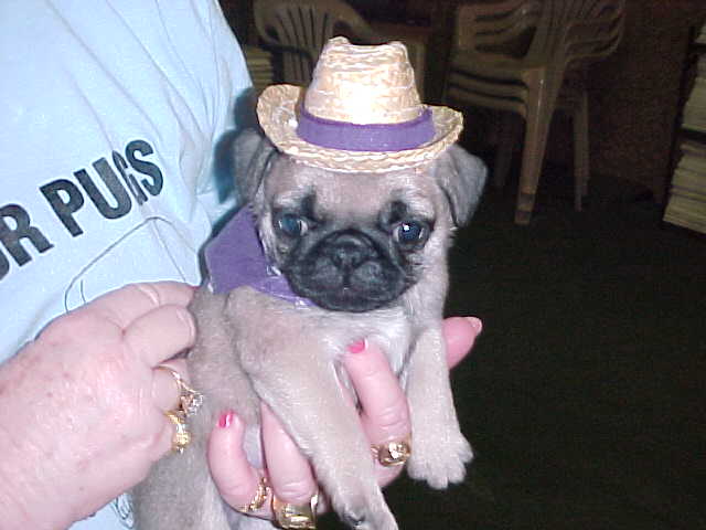 dillan3.JPG (29511 bytes)