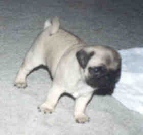 jollypup2.jpg (4936 bytes)