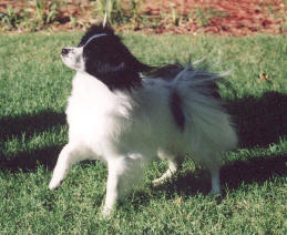 lena2.jpg (16937 bytes)