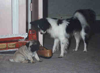 oreojolly.jpg (7047 bytes)