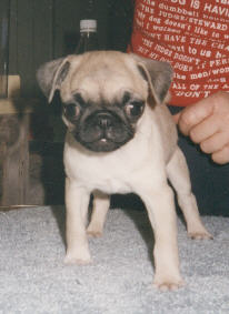 penelope.jpg (13058 bytes)