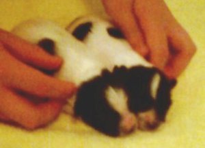 pup14a.jpg (10423 bytes)