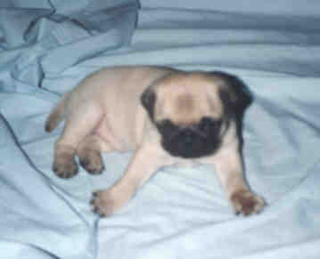 simon.jpg (7005 bytes)