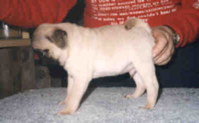 smooch.jpg (7537 bytes)