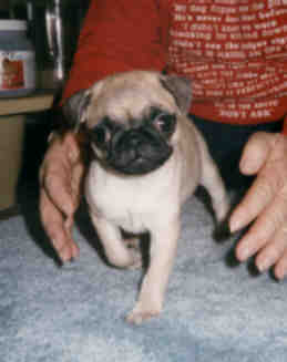 tootsweet.jpg (8051 bytes)