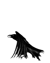 right_raven