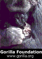 The Gorilla foundation/Koko.org