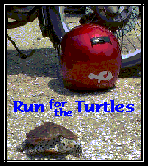go to 2nd Annual Run For The Turtles